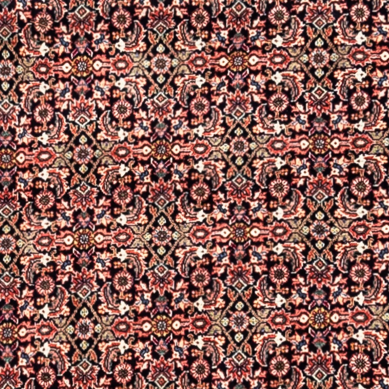 Perserteppich - Bidjar - Royal 332 x 248 cm - rost - Image 2